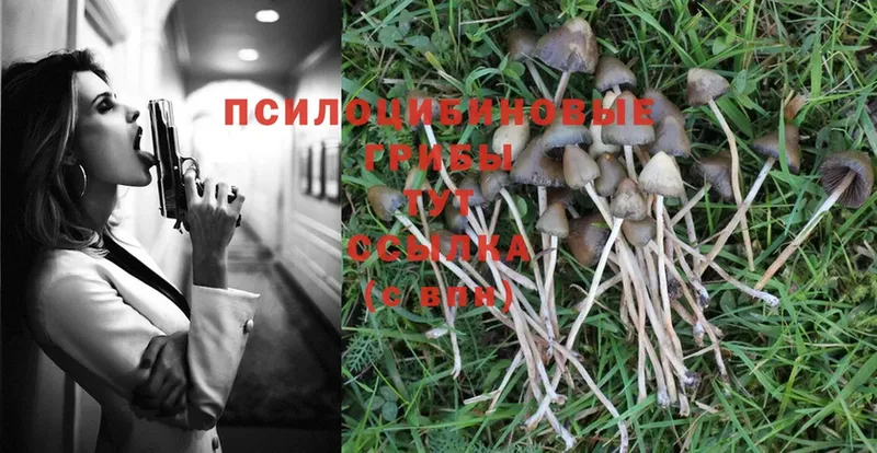 Псилоцибиновые грибы Psilocybe  закладки  Ирбит 